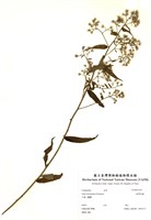 藏品(臺灣馬蘭)的圖片